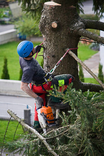 Best Tree Trimming and Pruning  in Apalachicola, FL