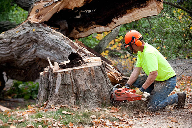 Best Tree and Shrub Care  in Apalachicola, FL