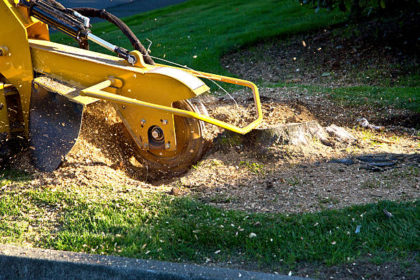 Best Fruit Tree Pruning  in Apalachicola, FL